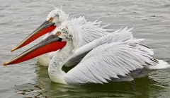 KER0123_1039_Couple of Dalmatian pelicans (lake Kerkini Greece)
