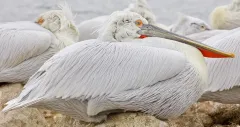 KER0123_1040_Dalmatian pelican (lake Kerkini Greece)