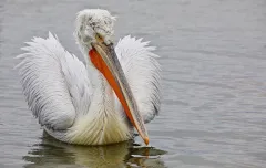 KER0123_1041_Dalmatian pelican (lake Kerkini Greece)