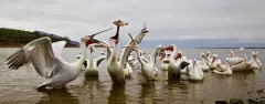 KER0123_1042_Dalmatian pelicans fighting for a fish (lake Kerkini Greece)