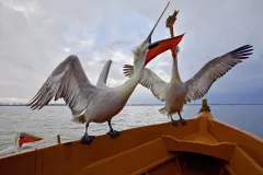 KER0123_1043_Fighting for a fish on fisherman's boat (lake Kerkini Greece)