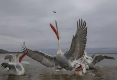 KER0123_1044_Giant wingspan of dalmatian pellican (lake Kerkini Greece)