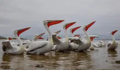 KER0123_1045_Dalmatian pelicans (lake Kerkini Greece)
