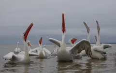 KER0123_1047_Dalmatian pelicans (lake Kerkini Geece)