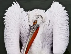 KER0123_1048_Portrait of dalmatian pelican (lake Kerkini Greece)