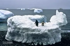 ANT1106_0272_Adelia penguins (Antarctica)