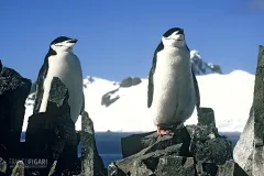 ANT1106_0274_Chinstrap penguins (Antarctica)