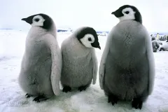 ANT1106_0275_Curious emperor penguin chicks (Antarctica)