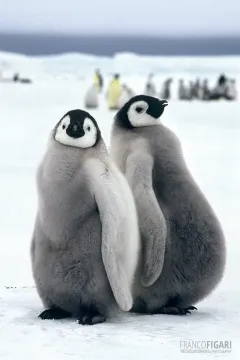 ANT1106_0276_Emperor penguin chicks Snow Hill (Antarctica)