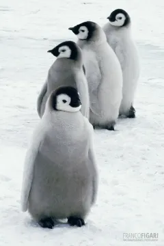 ANT1106_0277_Emperor Penguin chicks Weddell Sea (Antarctica)