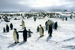 ANT1106_0278_Emperor penguin colony (Antarctica)