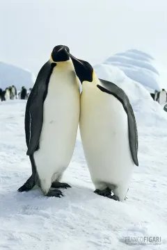 ANT1106_0279_Emperor penguin coupple Snow Hill (Antarctica)