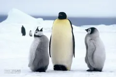 ANT1106_0280_Emperor penguin with chicks Snow Hill (Antarctica)