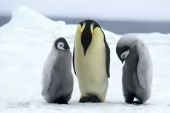 ANT1106_0281_Emperor penguin with chicks Weddell Sea (Antarctica)