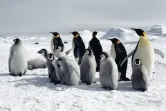 ANT1106_0282_Emperor Penguins Weddell Sea (Antarctica)