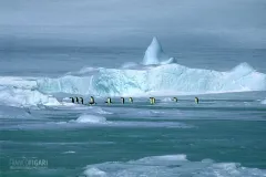 ANT1106_0292_The march of the emperor penguin Weddell Sea (Antarctica)