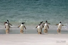 FAL1106_0283_Gentoo penguins at Carcass Island (Falkland)