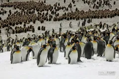 SGE1109_0284_King penguin colony at Salisbury Plain (South Georgia)