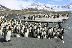 SGE1109_0285_King penguin colony at St. Andrews Bay (South Georgia)