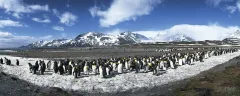 SGE1109_0286_King penguins (South Georgia)