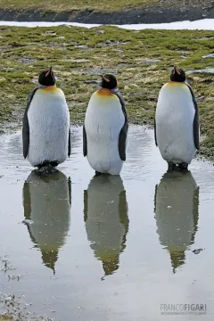 SGE1109_0287_King Penguins at Gold Harbour (South Georgia)