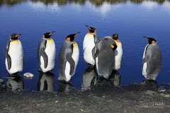 SGE1109_0288_King penguins at Salisbury Plain (South Georgia)