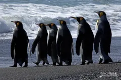 SGE1109_0289_King penguins marching to the sea (South Georgia)