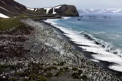 SGE1109_0870_King penguins’ colony at Royal Bay (South Georgia)