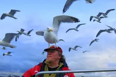 NOR0711_0322_Seagulls in search of food fly over the boat (Norway)