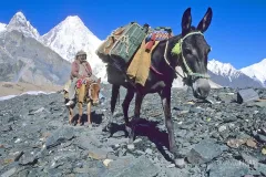 PAK0704_0305_Caravan of mules on the Baltoro glacier (Pakistan)