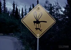 ALA0814_0692_Beware of mosquitoes (Alaska USA)