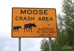 ALA0814_0713_Beware of the moose (Alaska Usa)