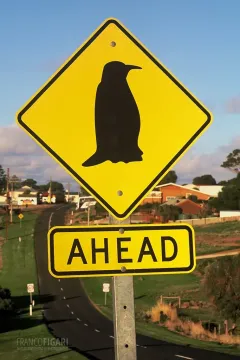 AUS0203_0679_Beware of the penguin (Australia)