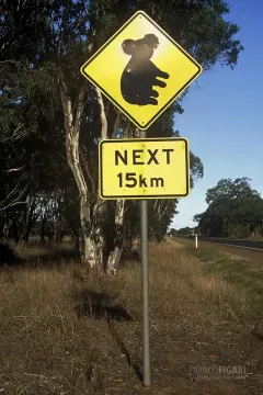AUS0203_0690_Beware of the koala (Australia)