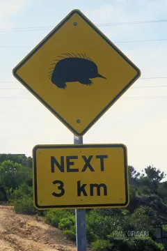 AUS0203_0703_Beware of the echidna (Australia)