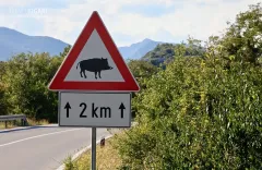 CRO0513_0719_Beware of the wild boar (Croatia)