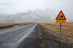 ISL0315_0712_Beware of sheep (Iceland)