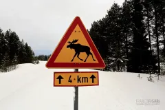 LAP0315_0677_Beware of the elk (Finland)