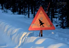 LAP0315_0699_Beware of falling timber (Finland)