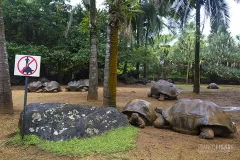 MAU0318_0722_Do not stand on the tortoises (Mauritius)