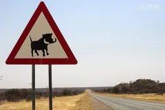 NAM0815_0678_Beware of the warthog (Namibia)