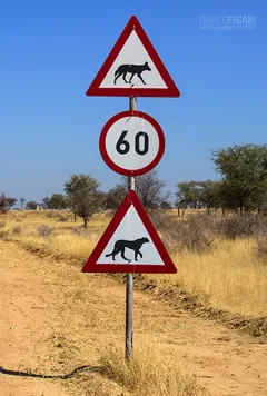 NAM0815_0700_Beware of the jackal and the cheetah (Namibia)