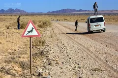 NAM0815_0716_Beware of the springbok (Namibia)