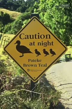 NZE0106_0724_Beware of the pateke brown tail (New Zealand)