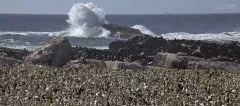 SAF0214_0345_Booby colony at Lambert's Bay on the Atlantic Ocean (South Africa)