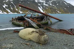 SGE1109_0389_Elephant seal and old wreck at Grytviken Bay (South Georgia)