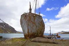 SGE1109_0394_Old rusted whaler and elephant seal at Grytviken Bay (South Georgia)