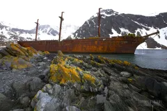 SGE1109_0396_South Georgia was an important center of whaling over 100 years ago. Nowadays the rusted wrecks are the symbol of Nature return