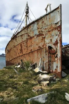 SGE1109_0399_Wreck and whale bones on the ground at Grytviken Bay (South Georgia)