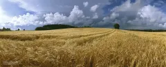 FIN0898_0422_Summer stormy sky in the countryside (Southern Finland)